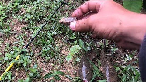 Câu lure cá lóc bằng nhái hơi B47F | Tây Nguyên câu cá lóc