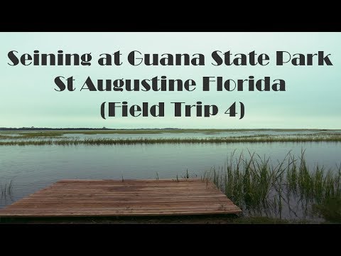 Seining in St Augustine Florida
