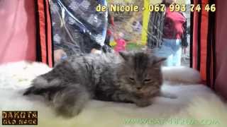 De Nicole питомник шотландской вислоухой, котята 2 De Nicole питомник шотландской вислоухой, котята 2