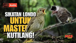 HD Audio! Sikatan Londo untuk Masteran Kutilang, Bikin Kutilang Gacor Isian Mewah 🔥💎