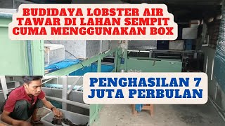 Penghasilan 7 Juta Perbulan Budidaya Lobster Air Tawar Di Lahan Sempit..!!