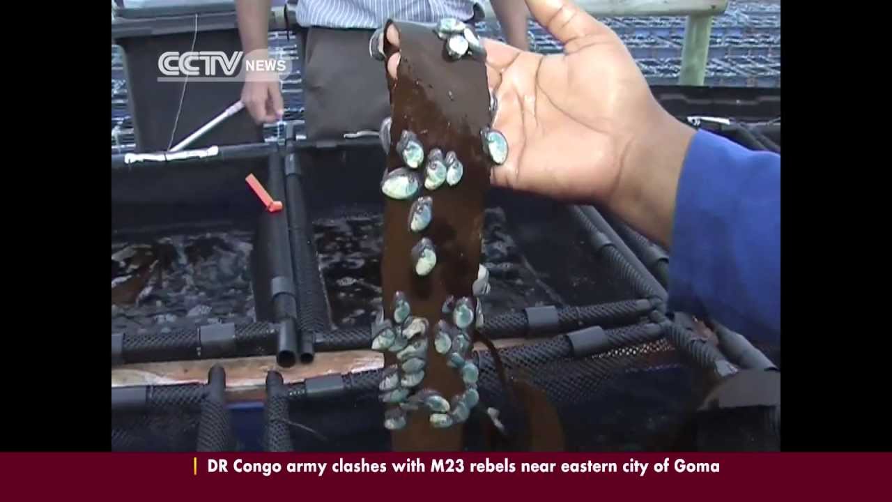 South Africa's abalone industry threatened by poaching YouTube