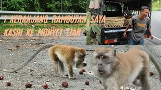 kasih umpan monyet liar, 1 keranjang rambutan untuk monyet # penghuni gunung kulu.#