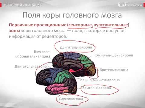 Первичные поля мозга. Основы мозга психология. Картинки психика и её физиологические основы. Тест анатомно-физиологические основы психики. 10% Мозга.