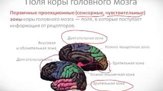 Психология урок 10 Мозг как физиологическая основа психики