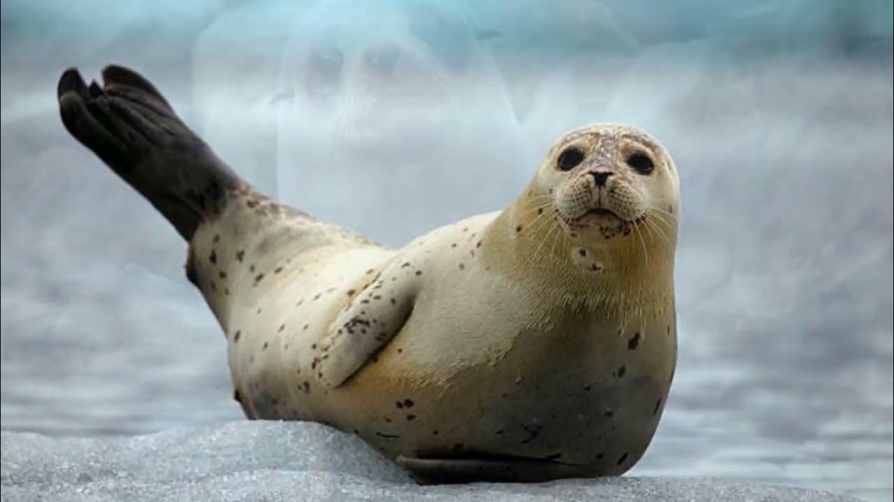 How many babies do Fur Seals have? What is the lifespan of a Fur Seal