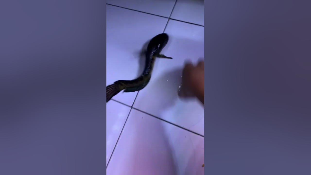 Cerita Semenit - Channa Auranti Freestyle 😭😭😭