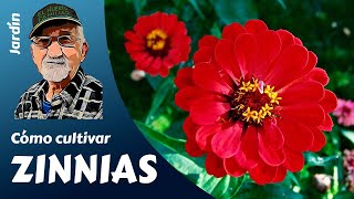 Flores: el cultivo COMPLETO de las ZINNIAS