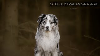 Sato  Australian Shepherd [2 years]