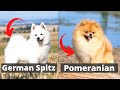 German Spitz vs Pomeranian: Which one would be better for you? の動画、YouTube動画。