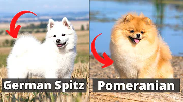 Che differenza c'è tra lo Spitz e il Volpino?