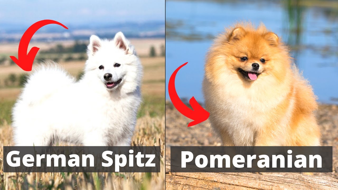 german spitz and pomeranian
