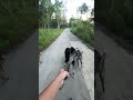 Orig Trio is back 3️⃣🐾 #dogwalk #dogs #arff #dogrun #paws #pawkids124 #aso