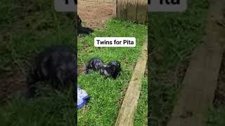 Pita Had Twin Baby Goats