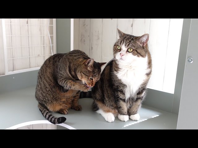 新しい家具をチェックするねこ。-Maru&Hana check the new furniture.-