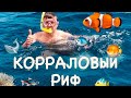 Коралловый риф.Египет.Красное море