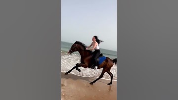 Thumbnail of galloping horse riding by a beautiful lady on the beach.