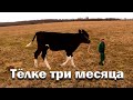 Деревенские будни. Измерил и обалдел. Телке три месяца.