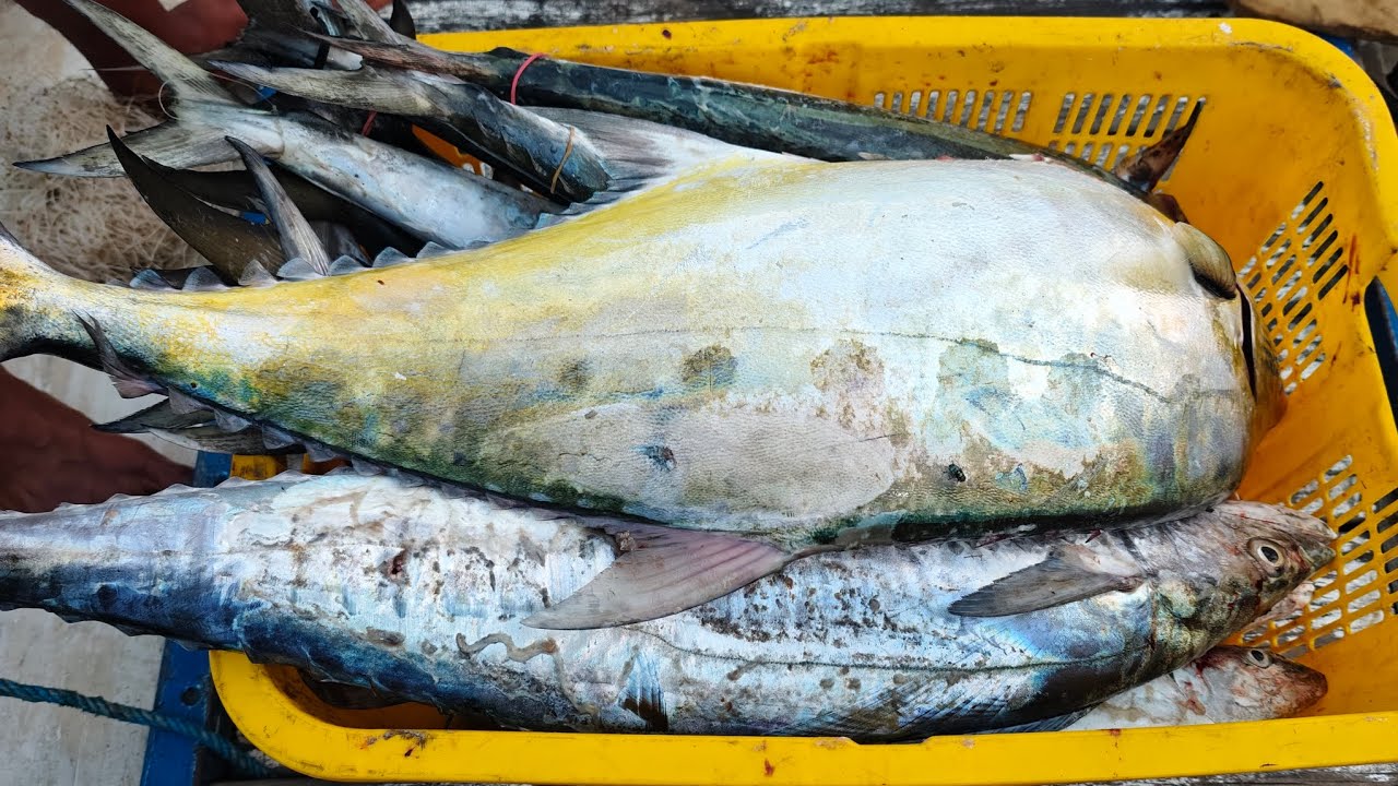 Ikan Tenggiri Pada Nggigit Besi‼️Spot Batu Tinggi Laut Jepara