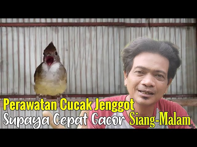 PERAWATAN CUCAK JENGGOT AGAR RAJIN BUNYI || PERAWATAN CUCAK JENGGOT BAHAN AGAR CEPAT BUNYI class=