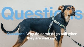 WHY DO SOME DOGS PULL WHEN THEY ARE WALKING | STYLISH HOUND