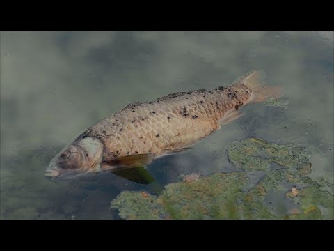 les grillons. - Bande Annonce (2025)