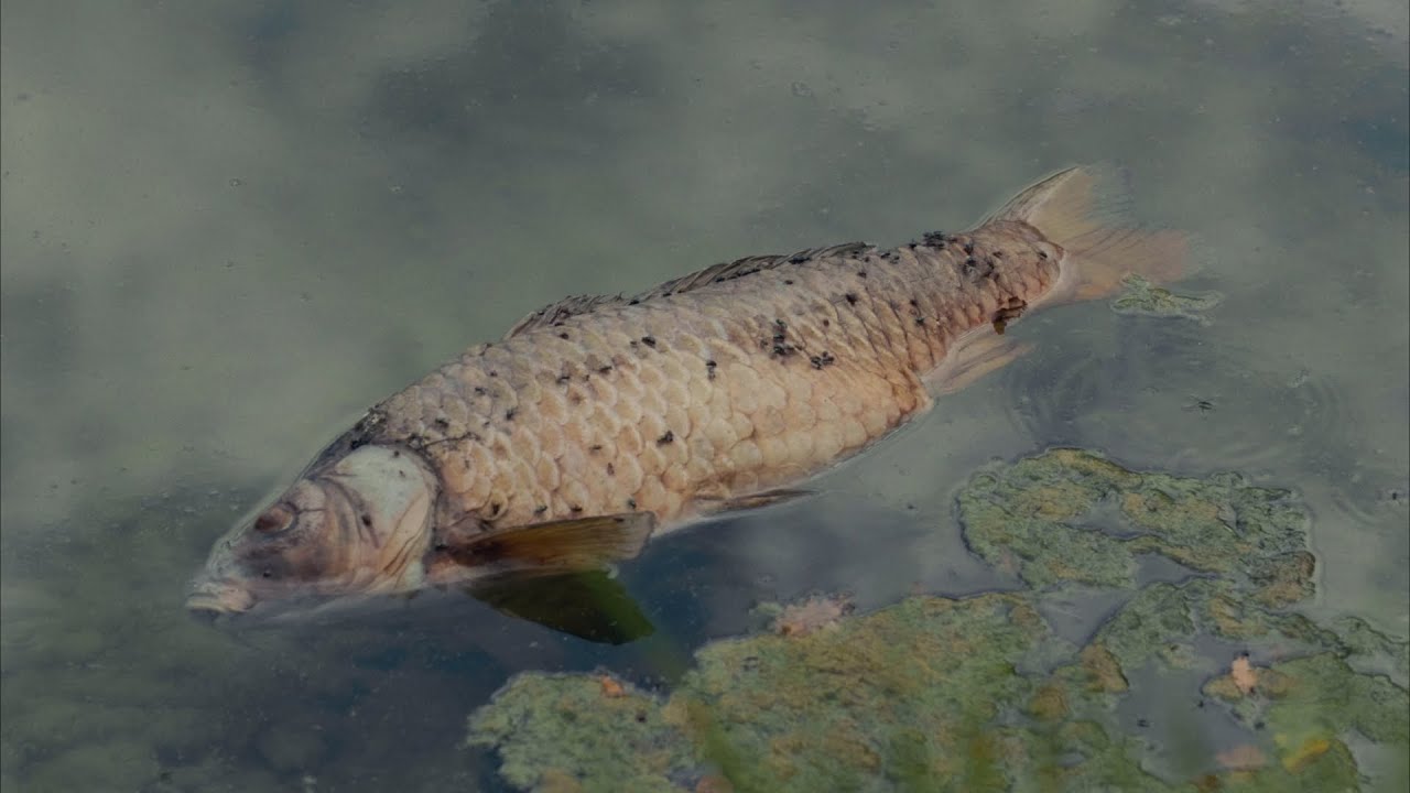 les grillons. - Bande Annonce (2025)