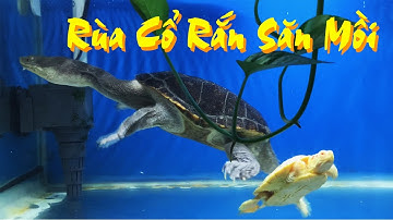 Khi Rùa Cổ Rắn "ở chung" với Rùa Tai Đỏ, Rùa Cổ Rắn Săn Mồi | Vũ Lê Channel