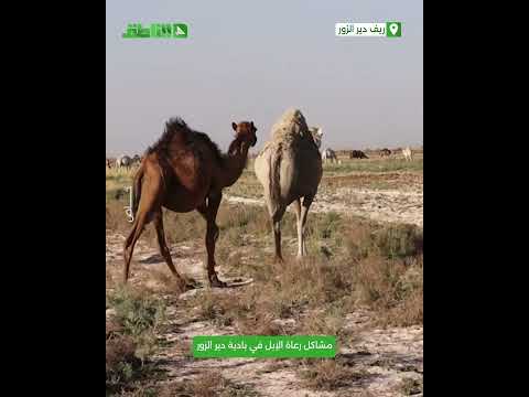 إصلاح البوليل شرقي دير الزور.. الناطق ترصد قطيع جمال وتتحدث مع الرعاة عن مشاكلهم في البادية السورية إصلاح البوليل شرقي دير الزور.. الناطق ترصد قطيع جمال وتتحدث مع الرعاة عن مشاكلهم في البادية السورية