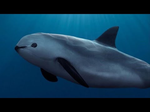 Facts: The Vaquita (The World&rsquo;s Most Endangered Marine Mammal)