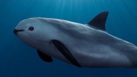 Feiten: De vaquita (het meest bedreigde zeezoogdier ter wereld)