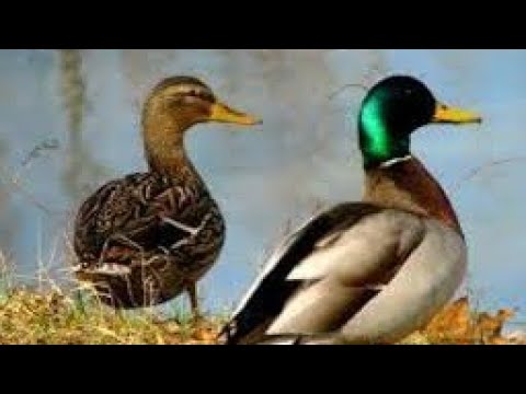 Ördek sesi | Duck |