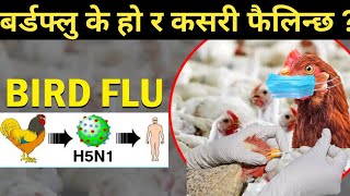 बर्डफ्लु लागेपछि देखिने लक्षणहरू Symptoms and prevent of Birdflu || Nepali Health Tips