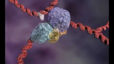 Molecular Biology - Transcription