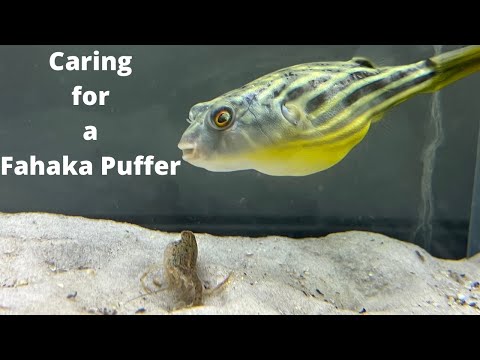 Video: Come mantenere un Fahaka Puffer