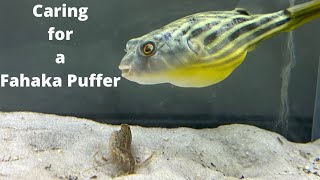 Fahaka Puffer Care/Plus a Live Feeding