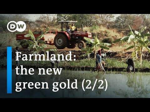 ⁣The Dark Side of Agriculture in Ethiopia (2/2) | DW Documentary