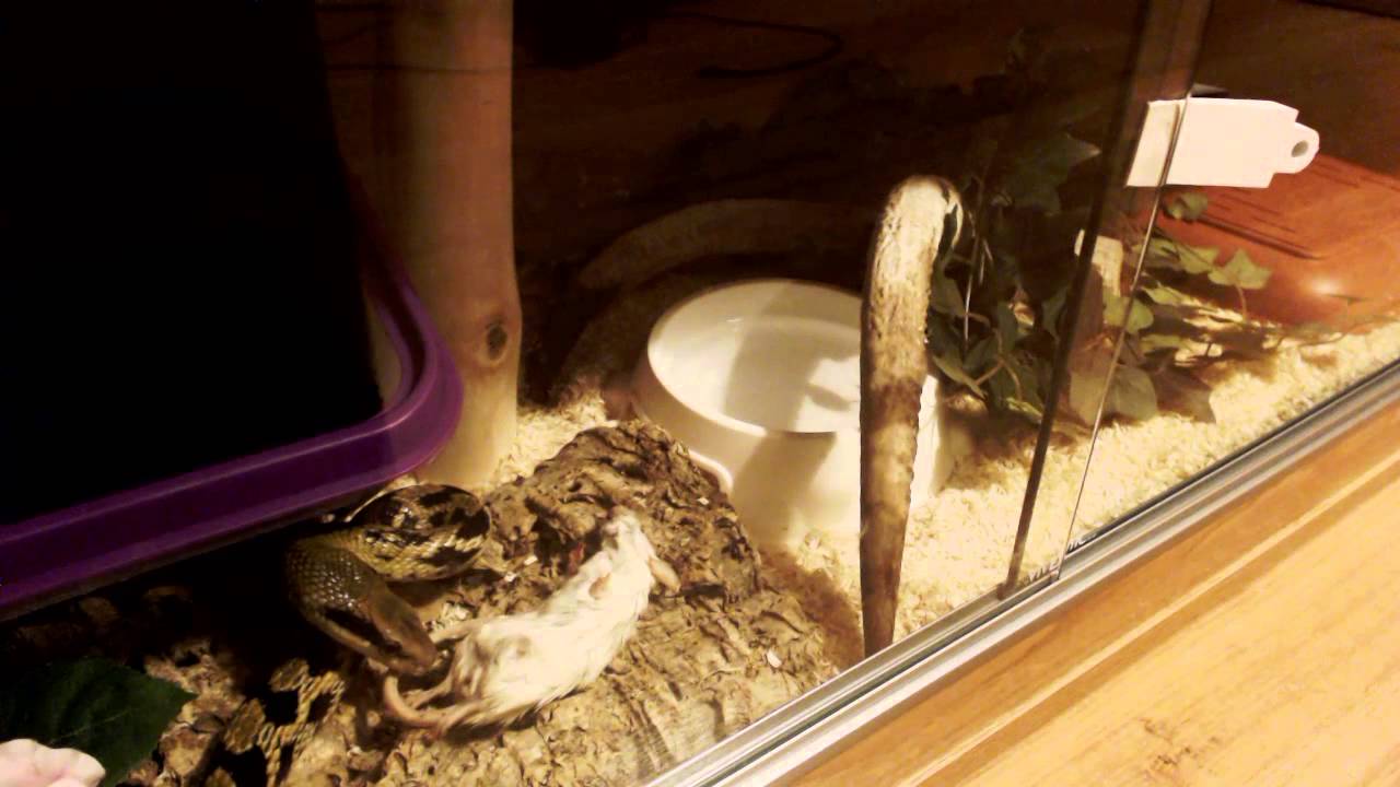petco hours Sample Taiwan Beauty Snake Care Sheet [Snitch]