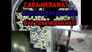 Cara Merawat Burayak Ikan Mas Koki Biar Tidak Mudah Mati