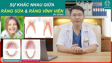 Răng sữa và răng vĩnh viễn khác nhau như thế nào?