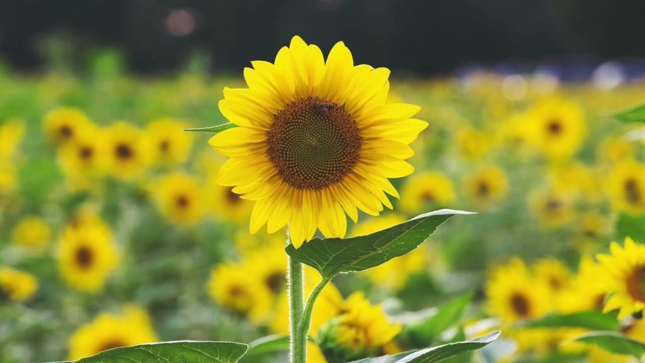 ひだまりの詩