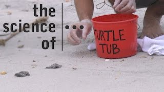 Endangered Sea Turtles... Threats and Solutions