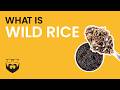 What is Wild Rice