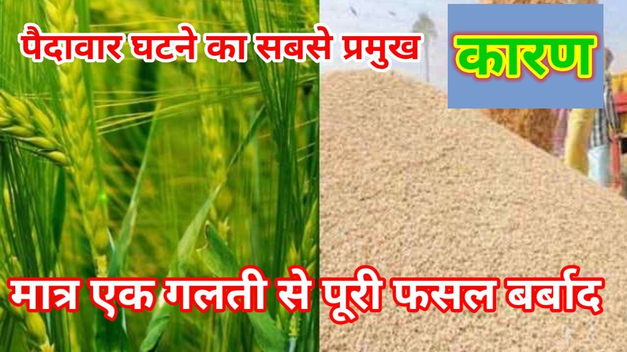 wheat 🌾🌾🌾 में पैदावार घटने का प्रमुख कारण ये गलती कभी भी न करे - YouTube