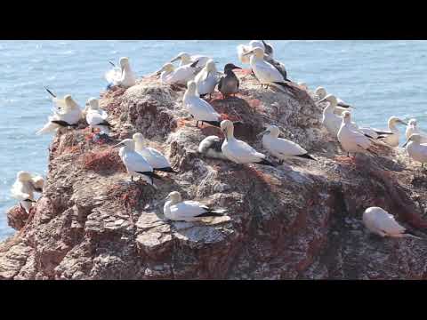 Seevögel auf Helgoland