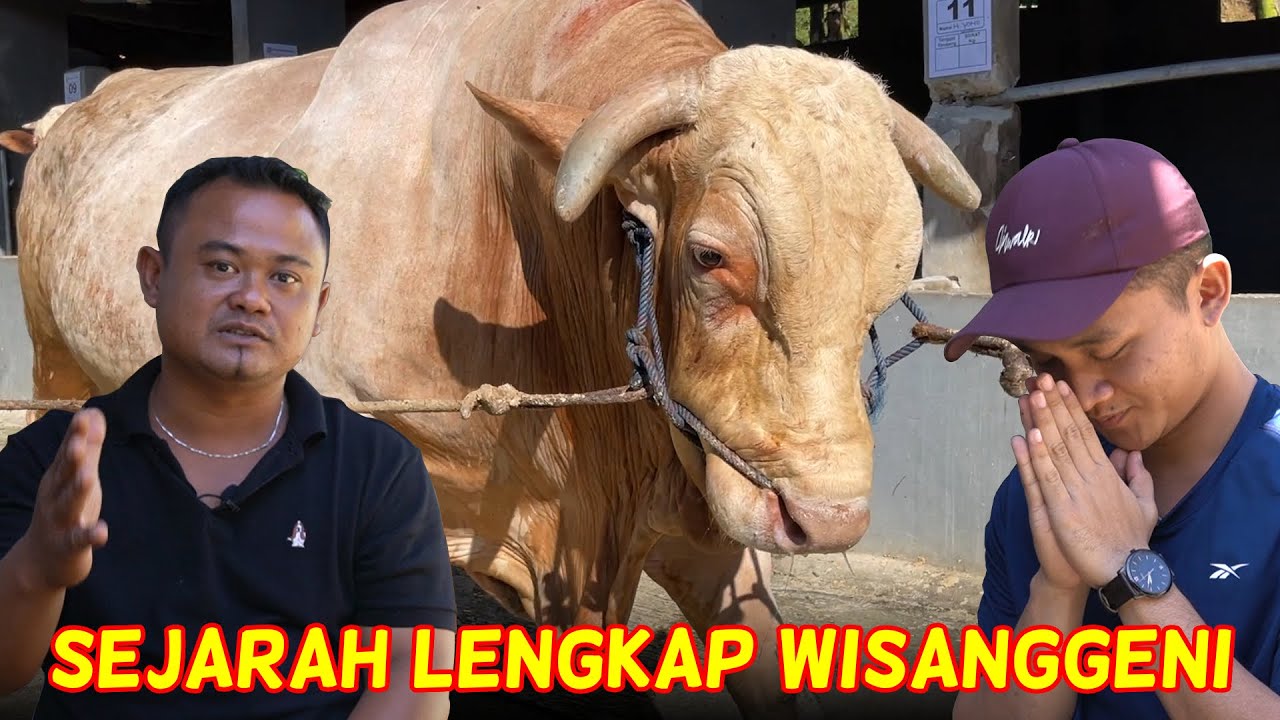 BINCANG BINCANG SAPI : WISANGGENI SAPI QURBAN AA IRFAN HAKIM - YouTube