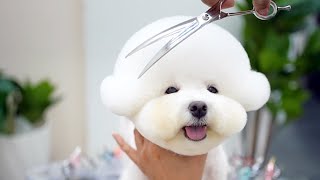 видео: 30 миллионов просмотров в Instagram! Самая милая собака на свете 🐶💕 картинка: 30 миллионов просмотров в Instagram! Самая милая собака на свете 🐶💕