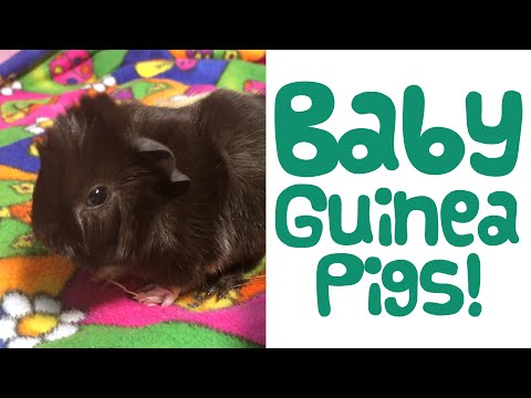 All About BABY GUINEA PIGS - Feeding - Handling - Pregnancy - Birth - Guinea Piggles