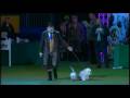 Dandie Dinmont Terrier other の動画、YouTube動画。