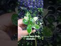 #anubias #nana #aquascapelowtech #bonsai #terrarium #aquariumhobby #aquarium #aquaticplants